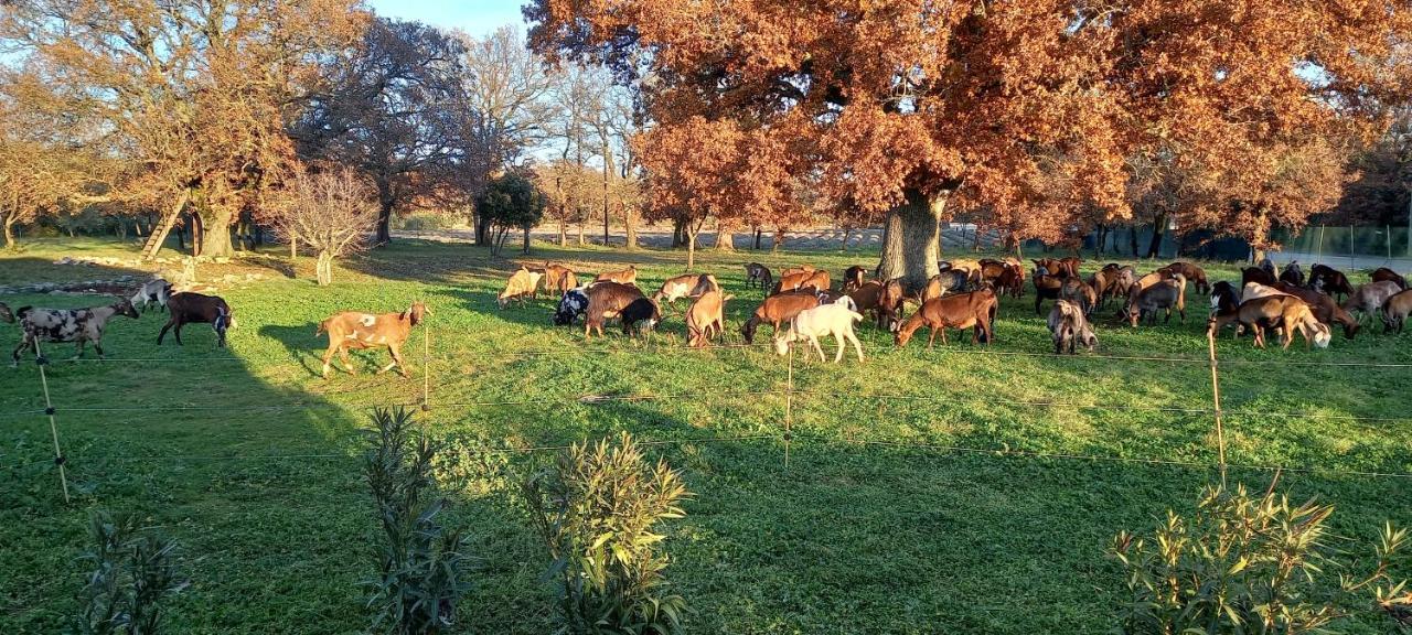Gîte La Truffière Gras Extérieur photo